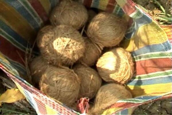 Bombs | সামশেরগঞ্জে দুই জায়গায় উদ্ধার বিপুল বোমা Huge bombs recovered at two locations in Shamsherganj