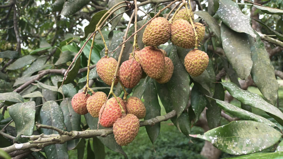 Lychee