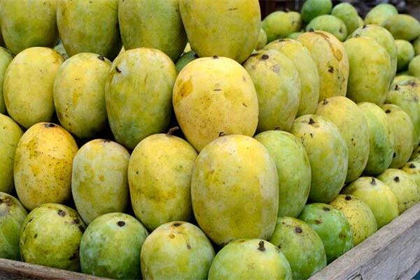 Mango | আমের ফলনে ঐতিহ্য ধরে রেখেছে মালদা mango of malda