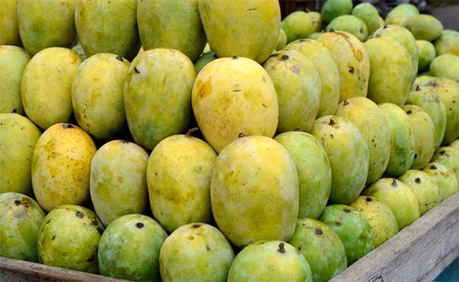 mango of malda