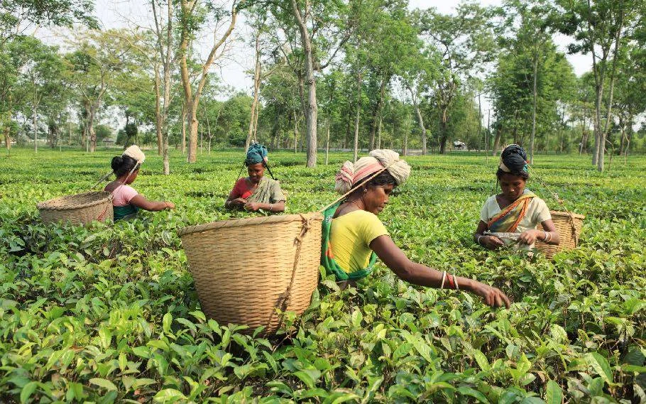 Tea auction to start from May 30
