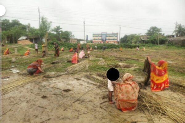 পাটের-দামে-ধস-সংকটে