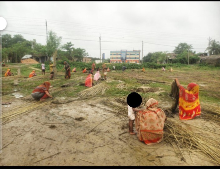 পাটের-দামে-ধস-সংকটে